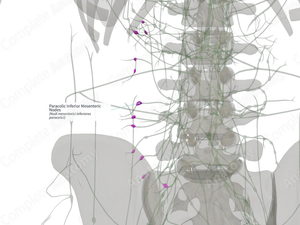 Paracolic Inferior Mesenteric Nodes