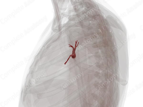 Pulmonary Veins of Superior Lobe of Left Lung