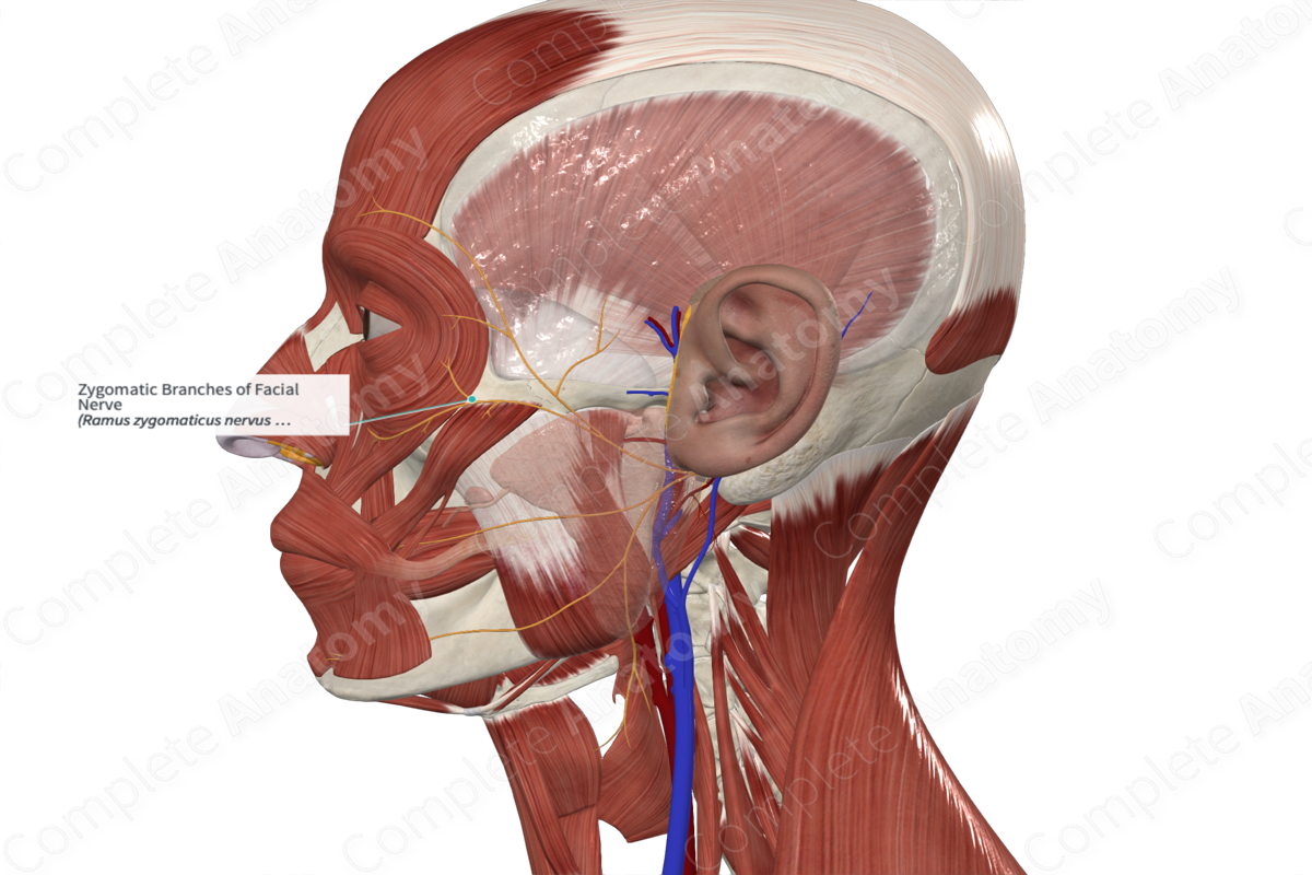 Zygomatic Branches of Facial Nerve 