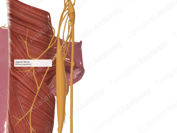Jugular Nerve