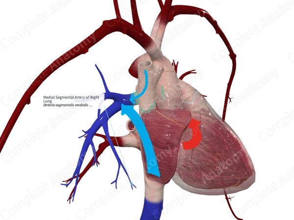 Medial Segmental Artery of Right Lung