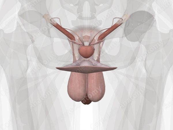 Male Genital System