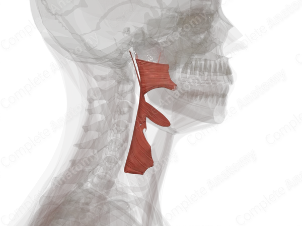 Pharyngeal Muscles
