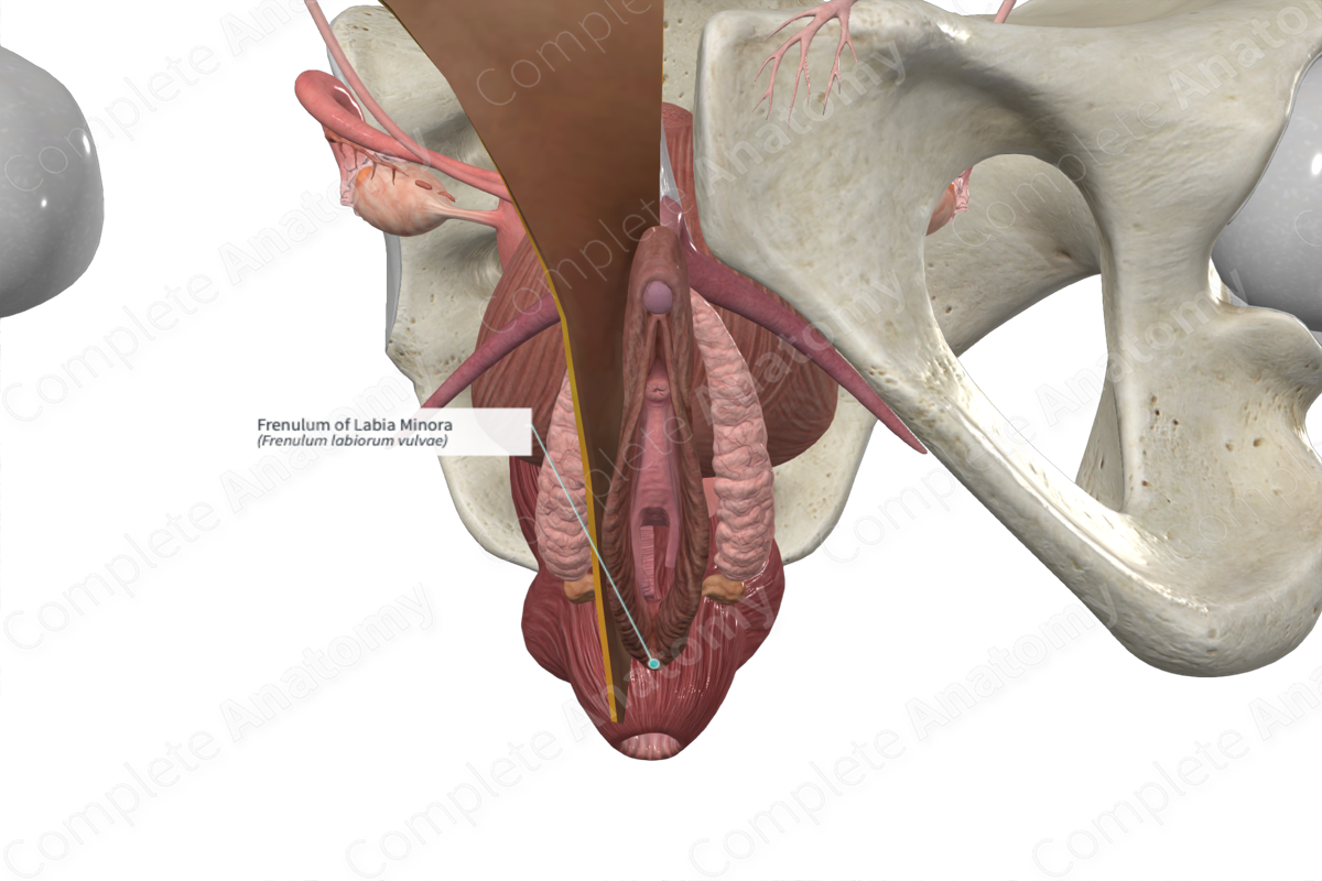 Frenulum of Labia Minora | Complete Anatomy