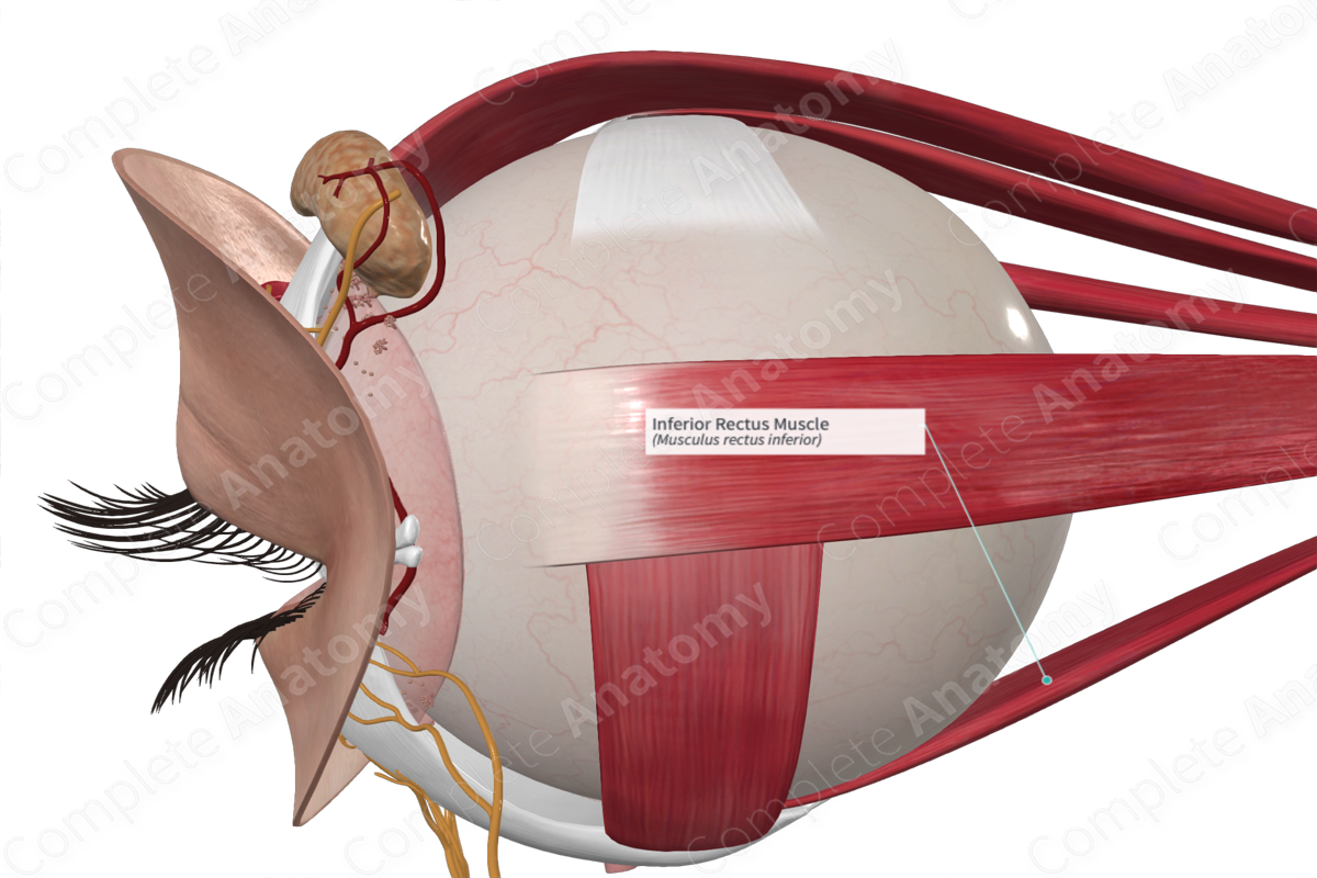 Inferior Rectus Muscle Complete Anatomy