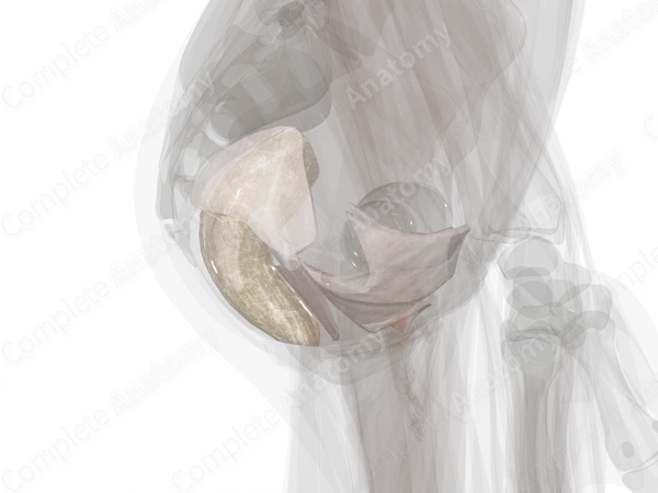 Pelvic Extraperitoneal Fasciae
