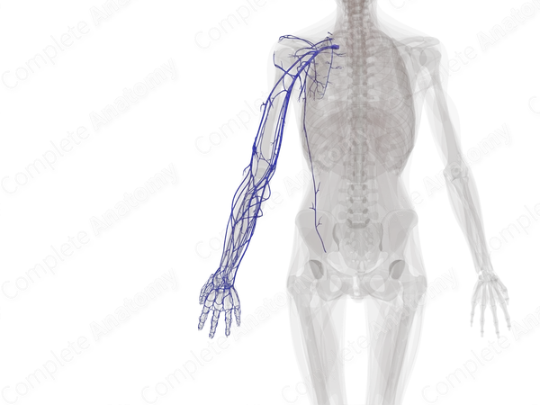 Veins of Upper Limb (Left)