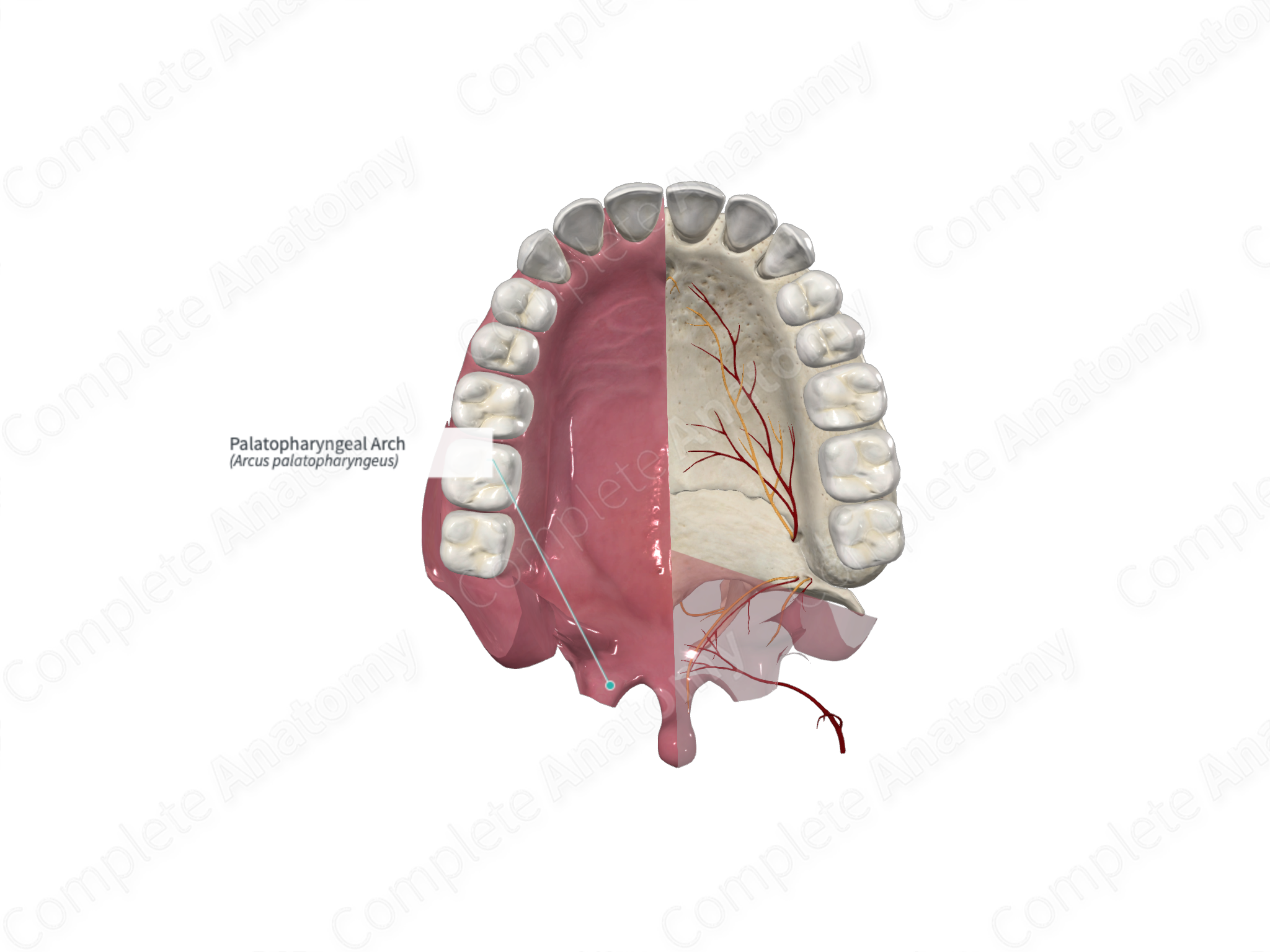 Palatopharyngeal Arch | Complete Anatomy