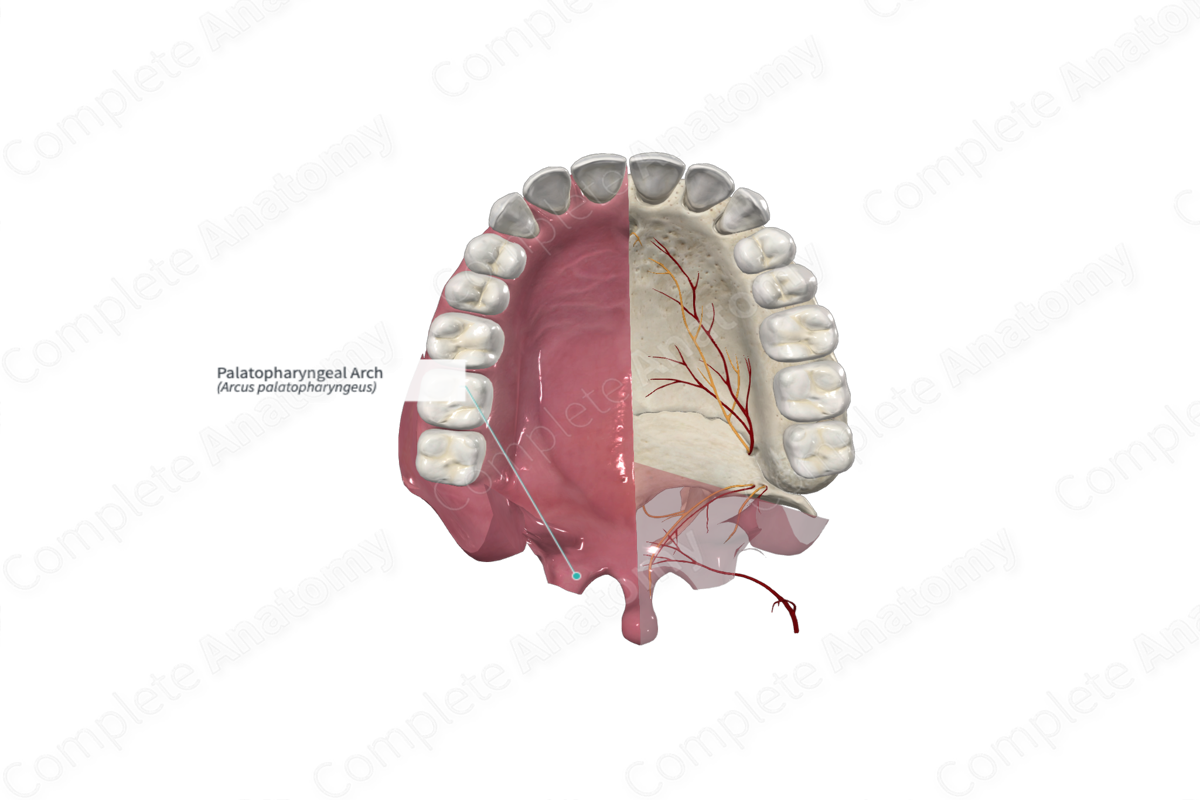 Palatopharyngeal Arch 