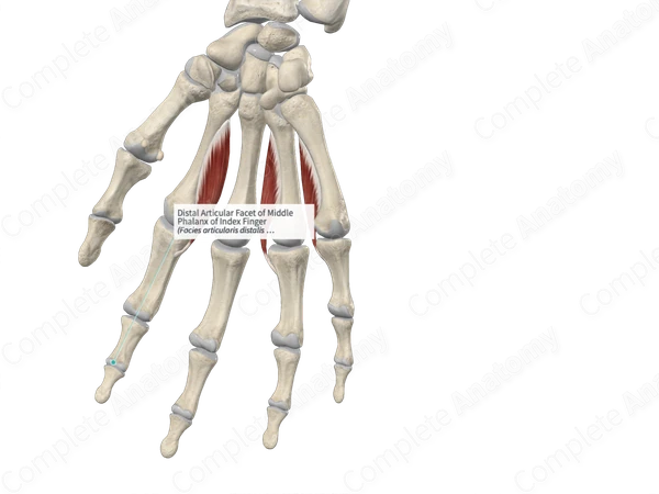 Distal Articular Facet of Middle Phalanx of Index Finger