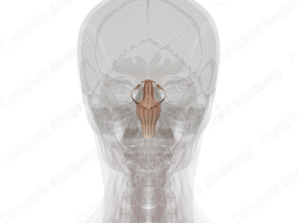 Brainstem