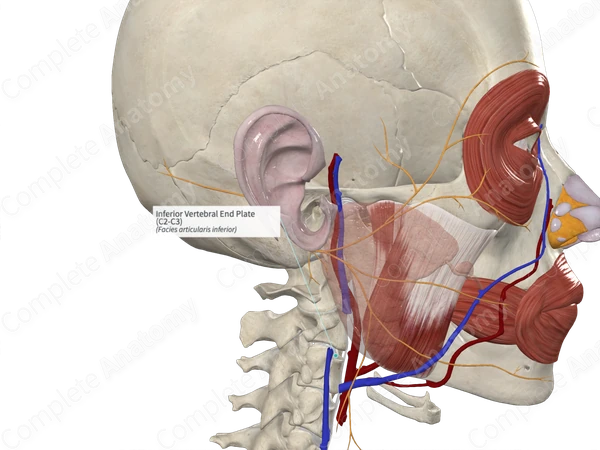 Inferior Vertebral End Plate (C2-C3)
