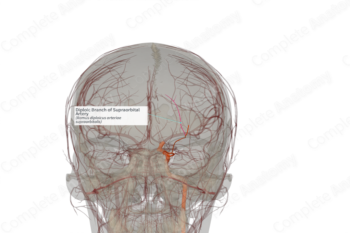 Diploic Branch of Supraorbital Artery (Left)