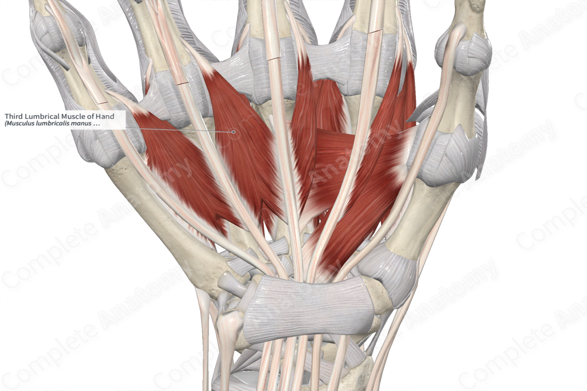 Third Lumbrical Muscle of Hand 