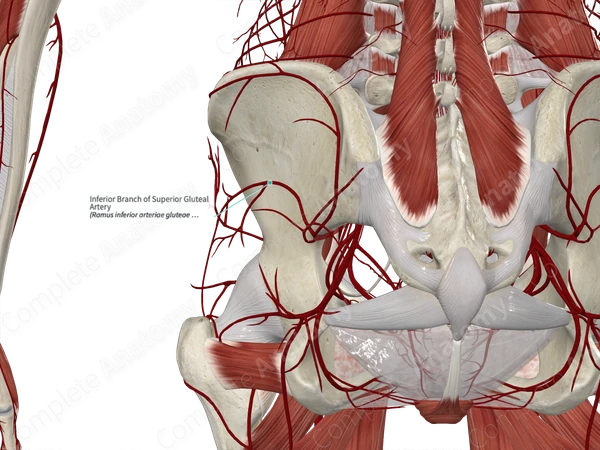 Inferior Branch of Superior Gluteal Artery