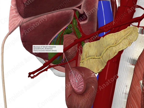 Mucosa of Small intestine (Duodenum; Anterior)