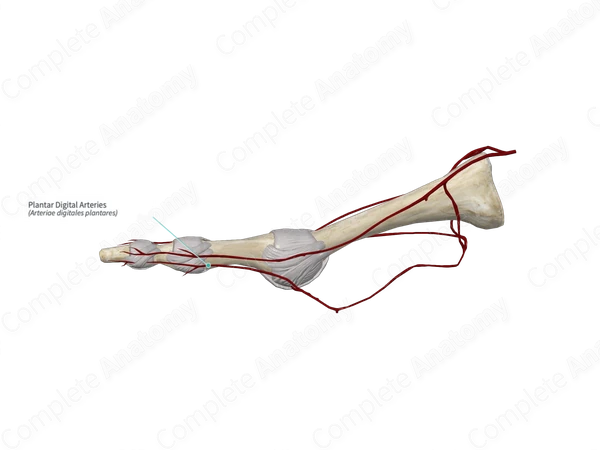 Plantar Digital Arteries