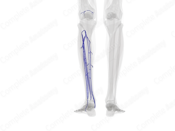 Deep Veins of Leg (Left)