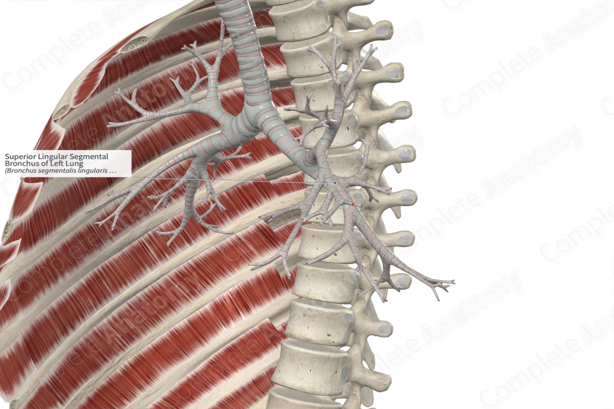 Superior Lingular Segmental Bronchus of Left Lung