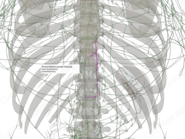 Prevertebral Lymph Vessels (Left)