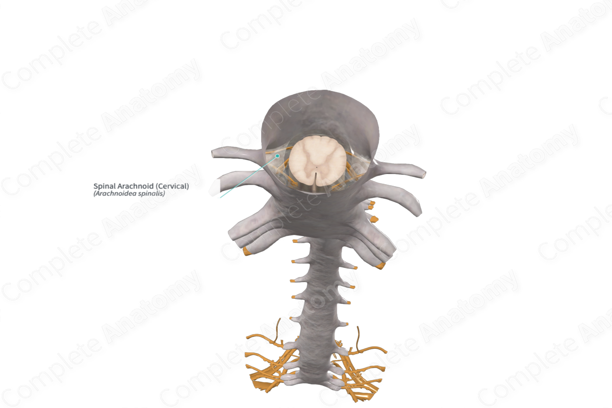 Spinal Arachnoid (Cervical)