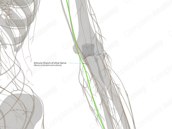 Articular Branch of Ulnar Nerve (Left)
