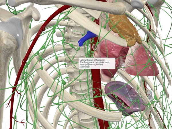 Lateral Group of Superior Diaphragmatic Lymph Vessels