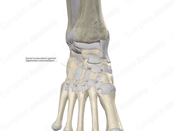 Dorsal Cuneocuboid Ligament