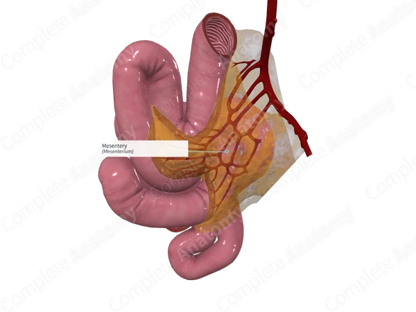 Mesentery
