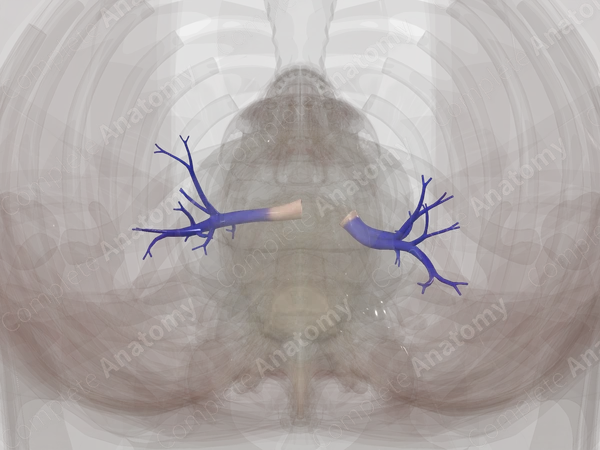 Pulmonary Arteries