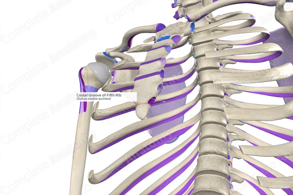 Costal Groove of Fifth Rib Complete Anatomy