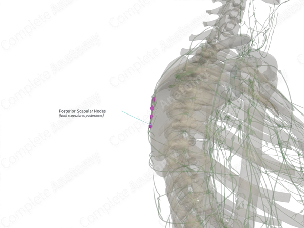 Posterior Scapular Nodes (Right)