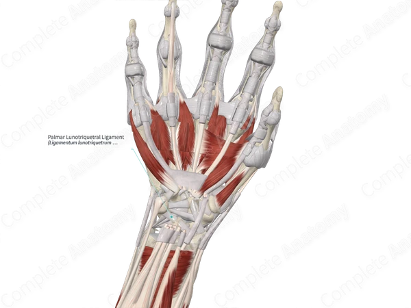 Palmar Lunotriquetral Ligament