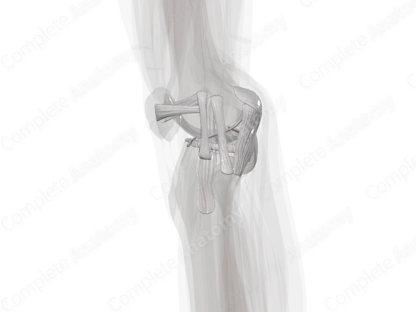 Ligaments of Knee Joint (Left)
