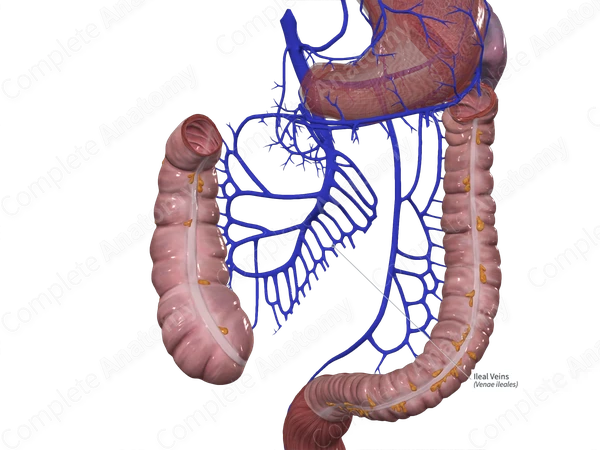 Ileal Veins