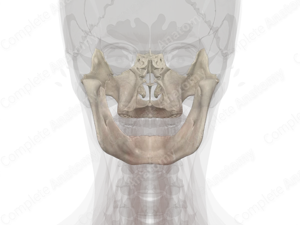 Bones of Viscerocranium