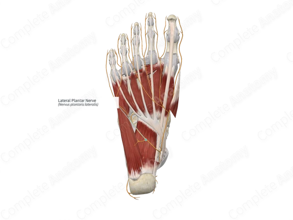 Lateral Plantar Nerve