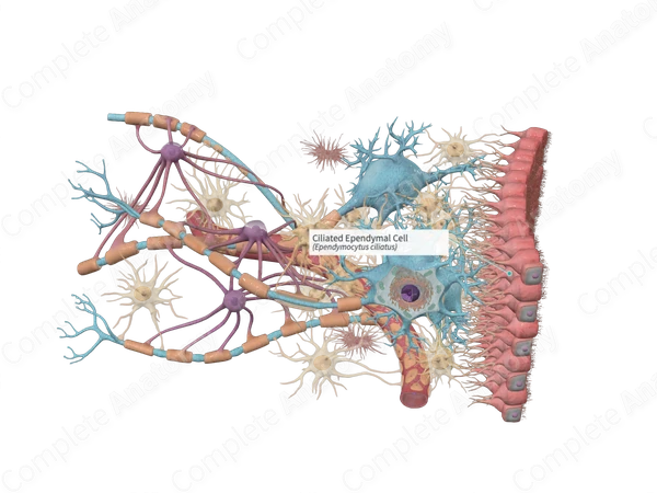 Ciliated Ependymal Cell