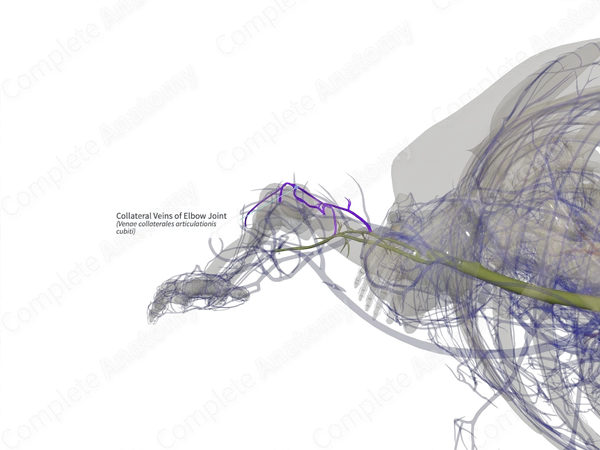 Collateral Veins of Elbow Joint (Right)