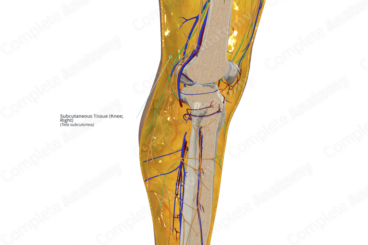 Subcutaneous Tissue (Knee; Right)