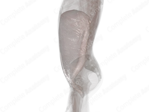Endoabdominal Fascia