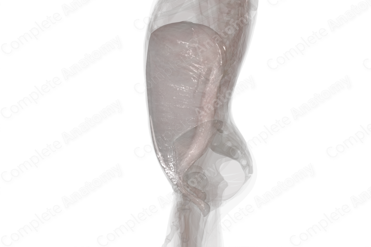 Endoabdominal Fascia