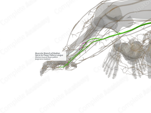 Muscular Branch of Median Nerve to Flexor Pollicis Longus (Left)