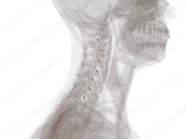 Spinal Ganglia of Cervical Nerves (Left)
