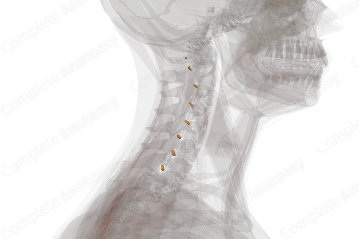 Spinal Ganglia of Cervical Nerves (Left)