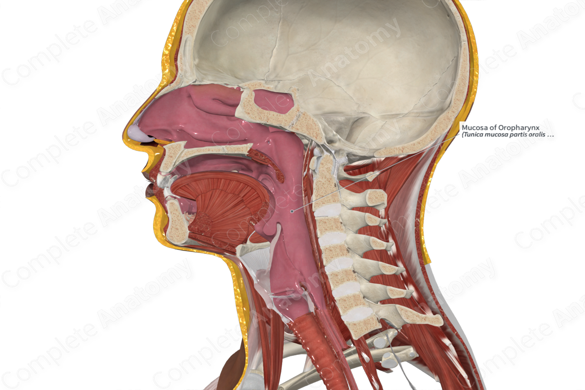 Mucosa of Oropharynx 