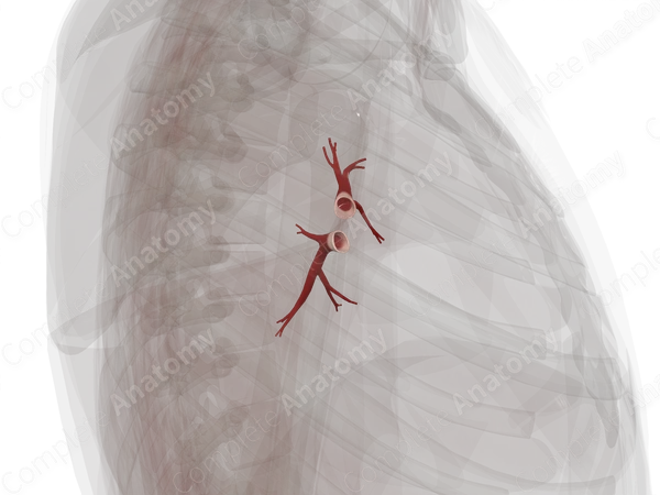 Pulmonary Veins of Left Lung