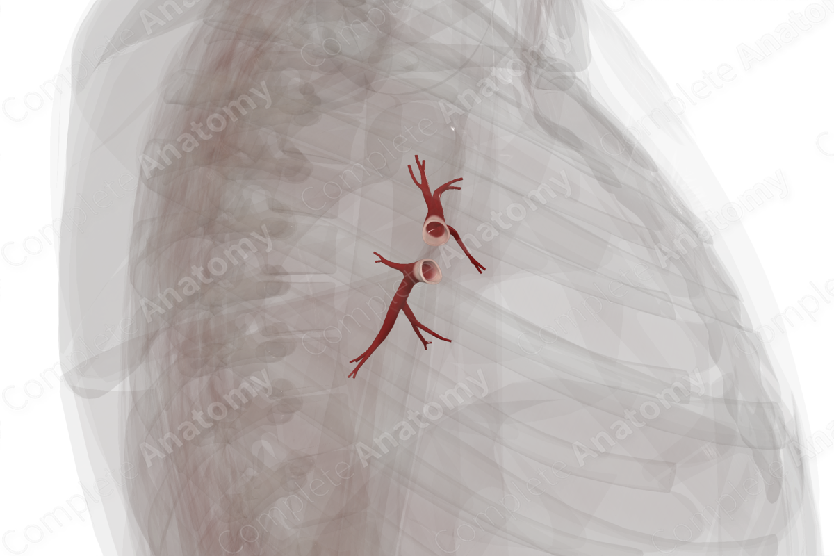 Pulmonary Veins of Left Lung