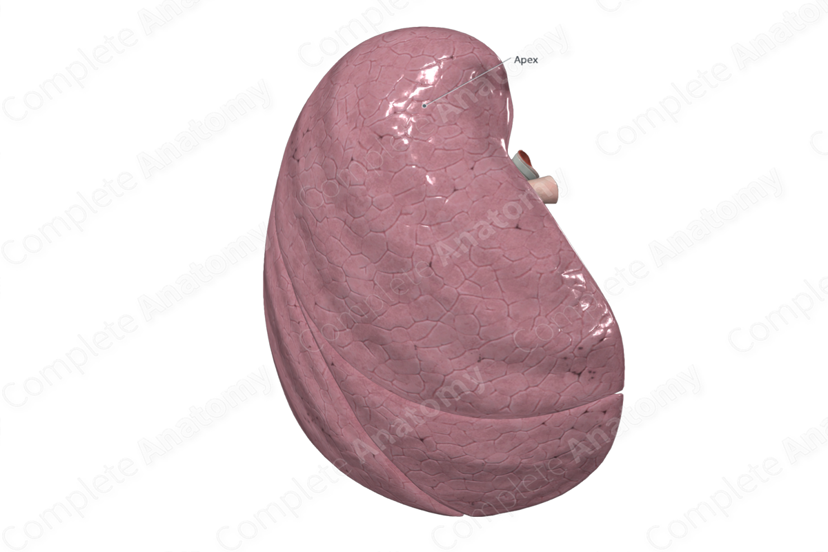 Superior Lobe of Right Lung