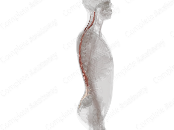 Erector Spinae (Left)